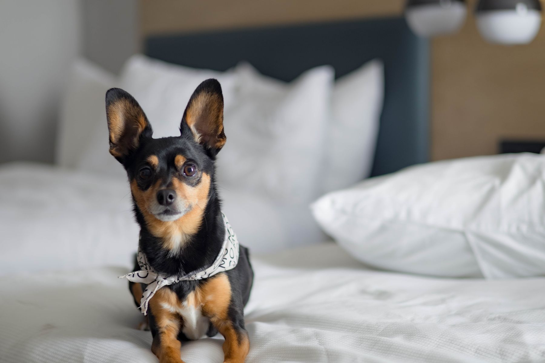 Petit chien noir et feu assis fièrement sur un lit blanc