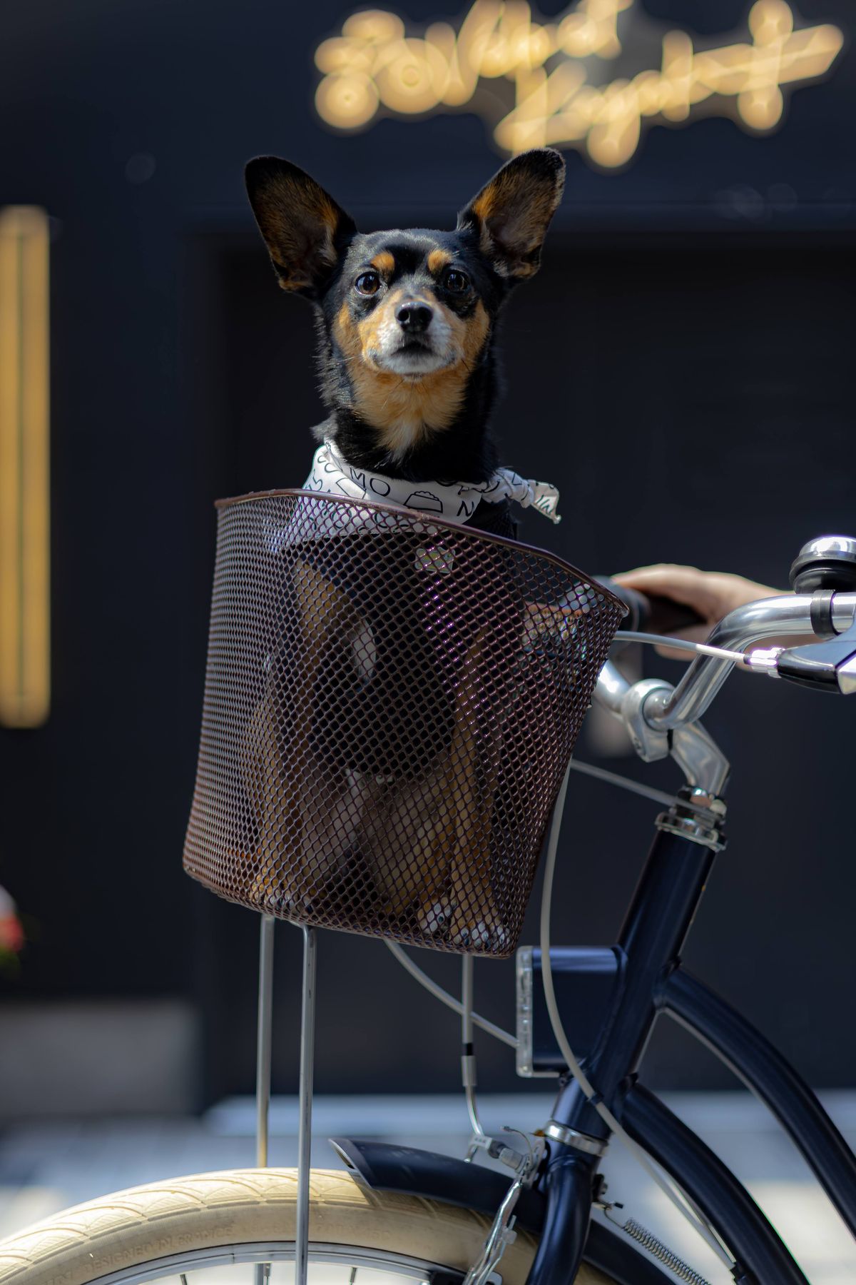 Chien installé dans le panier d'un vélo devant une enseigne lumineuse